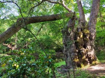Forêt rhénane de la robertsau-eliane karakaya